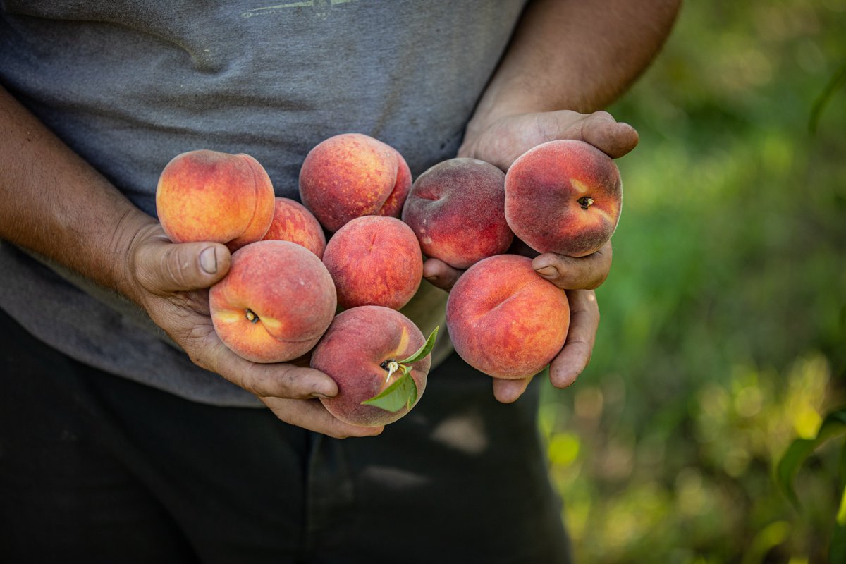 ArrellFoodInst's tweet image. How is research tacking action to achieve #zerohunger? @plantagguelph scientists are helping reduce post-harvest food losses by using new hexanal-based technologies, making nutritious food more available.  #WFD19