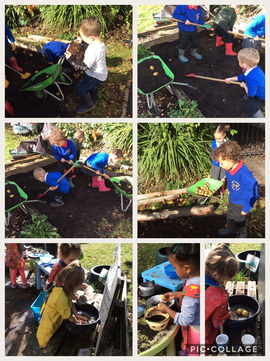 HTPS_Nursery's tweet photo. #HTPSoutdoorlearning #healthyconfidentindivduals Diggingup our potatoes at Harvest time- and using them in our muddy kitchen.@HTPSchool #HTPSLLC #HTPSM&N #HTPSH&Wb https://t.co/EXXebRNbrY