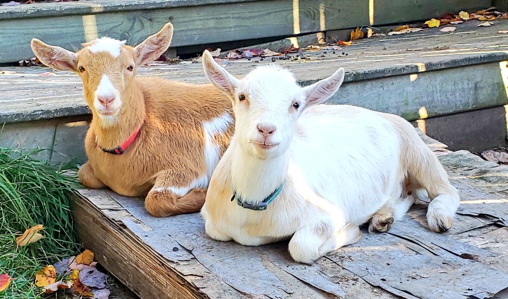 WinstonThatche4's tweet photo. Happy #WednesdayVibes everyone!🐐 https://t.co/LDZMjMeyHC