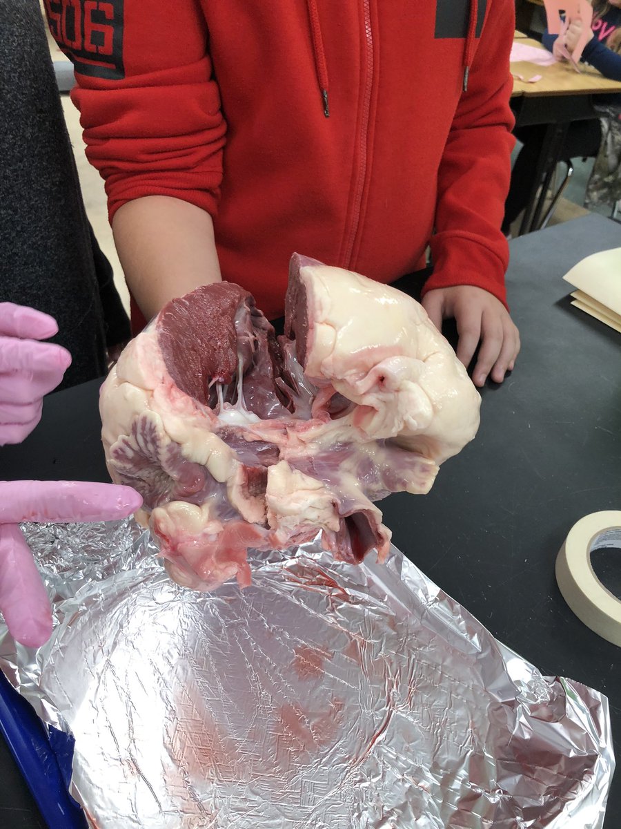 PatFreyTrinity's tweet photo. 5th grade students at Trinity North identifying parts of a cow’s heart! https://t.co/rTvKZMlOVF