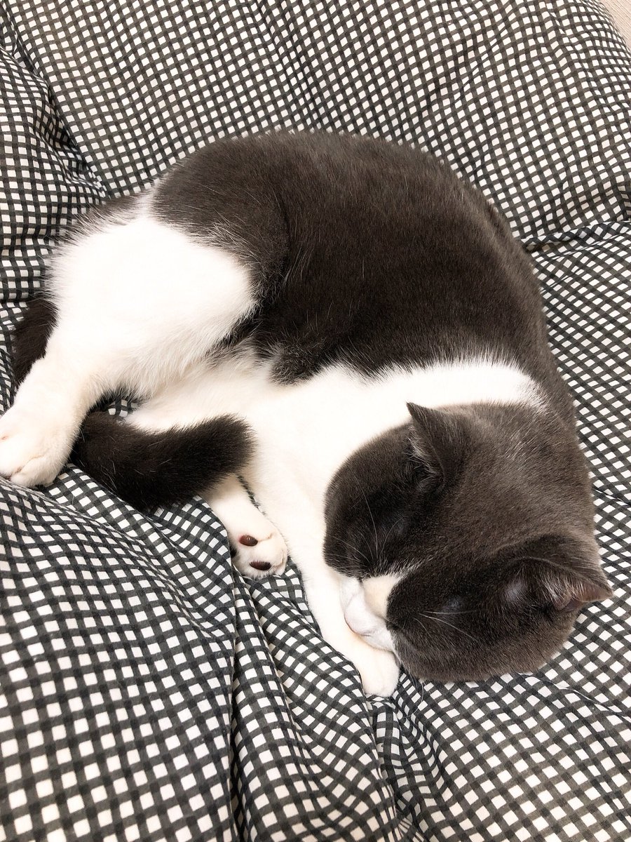 いい加減夏掛けじゃ寒いので今夜から羽布団出しましたが、私より先にねこがエンジョイしてますな… 