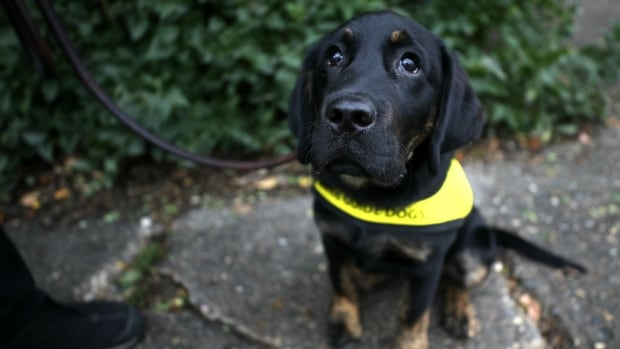 DogMedLaser's tweet photo. Guide puppies-in-training throughout Regina 'a real joy', says puppy raiser
https://t.co/7K2sRhvxYs https://t.co/WVtDATkBqK