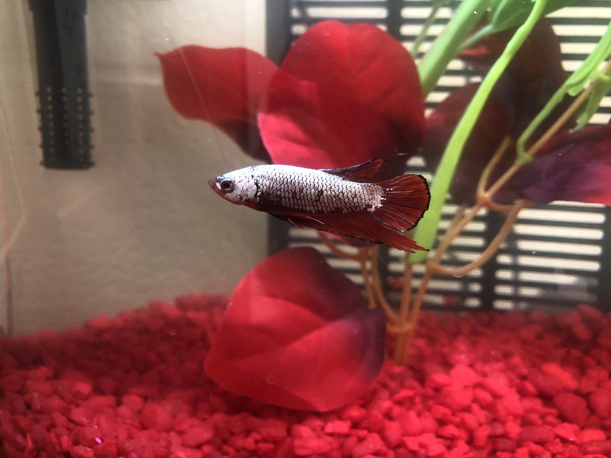 New mascot for BEHS. Starting tomorrow, come by the SRO office and submit your pick for an appropriate name. Next week, someone from Project Unify will draw the winning name for a cash prize. <a href="/behsslam/">BEHSSLAM</a> <a href="/redzonerowdies_/">Redzone Rowdies</a> <a href="/BElivewire/">Livewire</a>