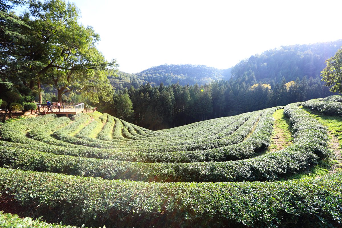 picasso_park's tweet photo. 보성 녹차밭...
#전남 #보성 #녹차밭 #1016 #맑음 #green #tea https://t.co/46mSCDVC6L