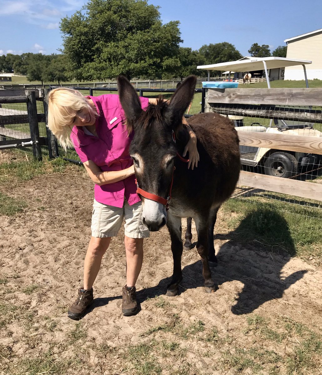 BHFER_EquineRes's tweet photo. Love long ears! Domino still needs an adoptive home. #adoptdontshop #bhfer #donkeyrescue #longears #share https://t.co/FYQHuNeu7v