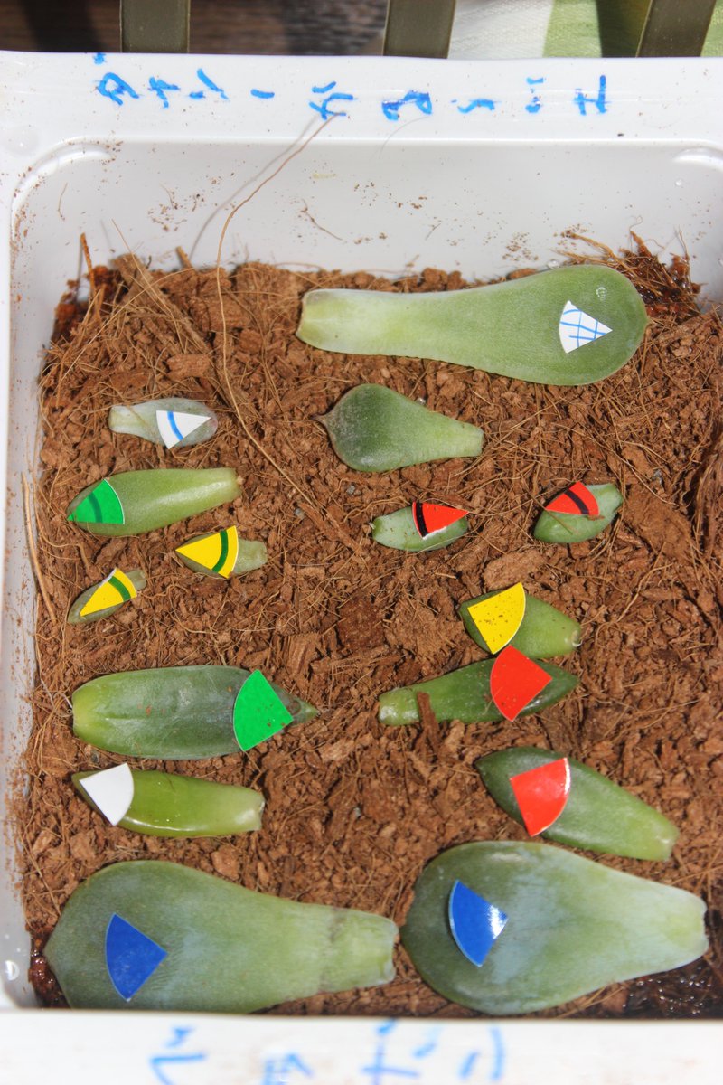 ウーロンの実験室 葉挿し編 Togetter