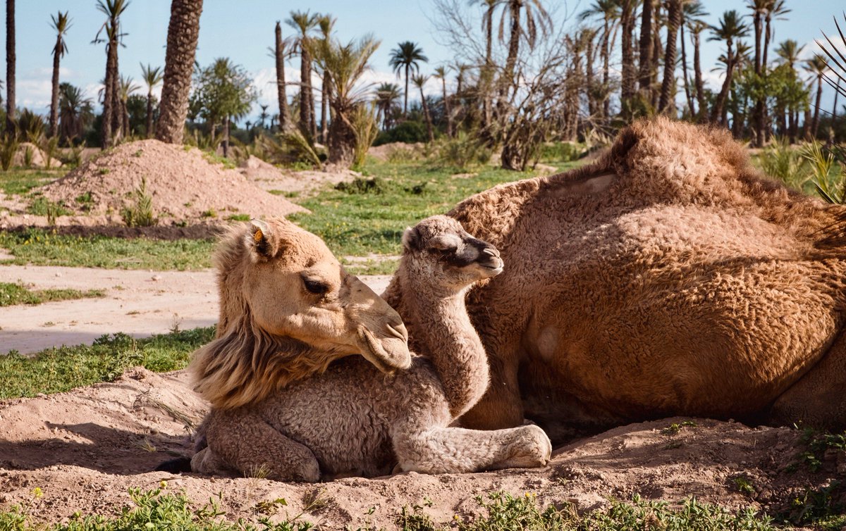 Our talented team can help plan your perfect Morocco experience - including camel excursions into the desert.

Get in touch with us to discuss via the link or DM 📲 ow.ly/ommi50wKKXL
.
.
.
#hotellesdeuxtours #marrakech #morocco #boutiquehotel #bedroom #saharadesert #sahara