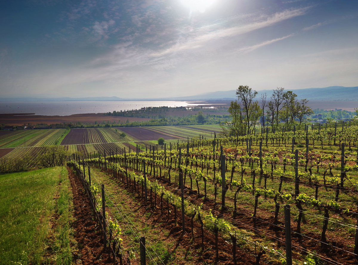 AustrianWineUK's tweet photo. Pannobile was founded in 1994 by 7 winemakers based in Gols, Burgenland. The name comes from 'Pannonia' (once a Roman province) and 'noble' (from ‘Nobile’). This group is dedicated to producing quality wines that do justice to this impressive terroir. © ÖWM-Marcus Wiesner https://t.co/PBIyPsRje1