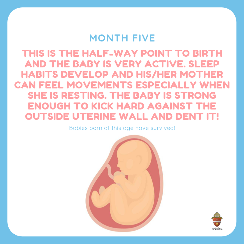 prolifecdob's tweet photo. A baby at month FIVE! Halfway point to birth!!
Building a Culture of Life begins with reading the good news and what God has to say.
#prolife #provida #five #fivemonth #monthfive #development #pregnancy #catholic #lifematters #life #baby #babies #birth #movement #woman #prowoman https://t.co/FhOZcCMcdR