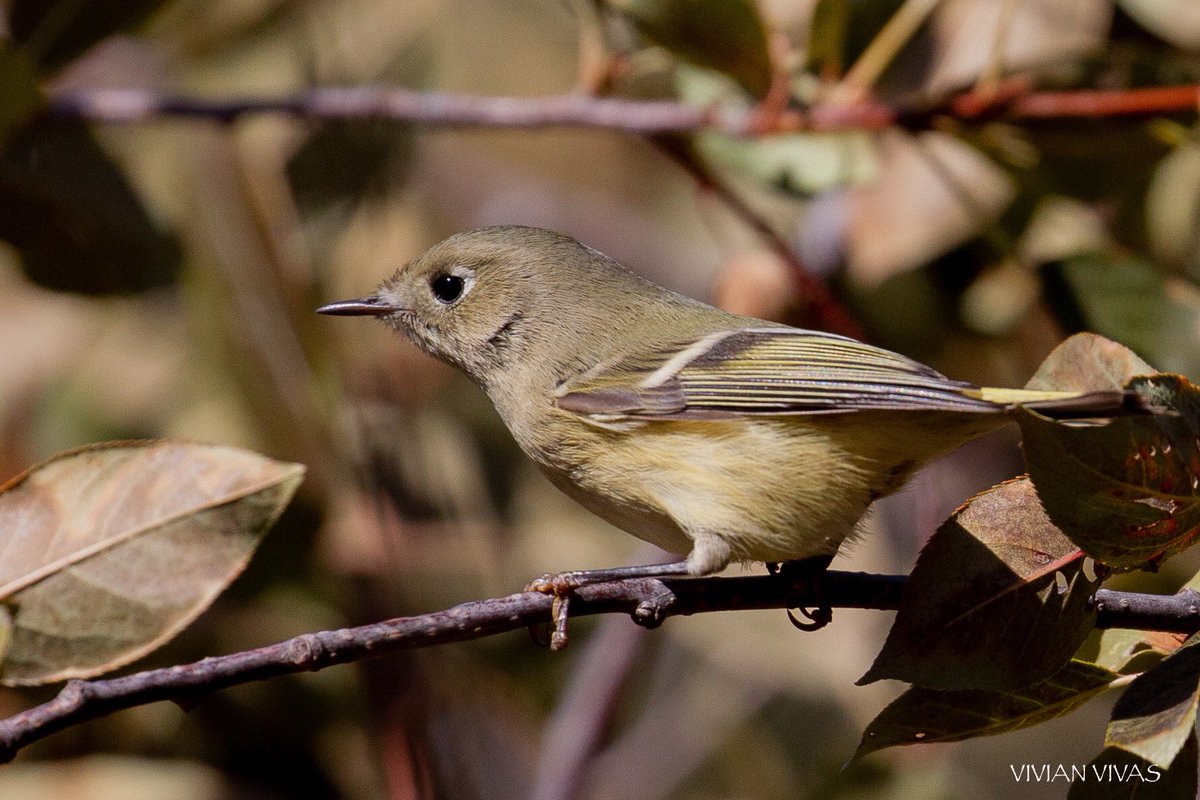 vivivivas1's tweet photo. Cassin’s Vireo. Garden of the Gods. Colorado Springs #birds#birding #nuts_about_birds #your_best_birds #bichosdomundo #naturephotography #wildlifephotography #best_birds_planet https://t.co/yPFOIGfKx9