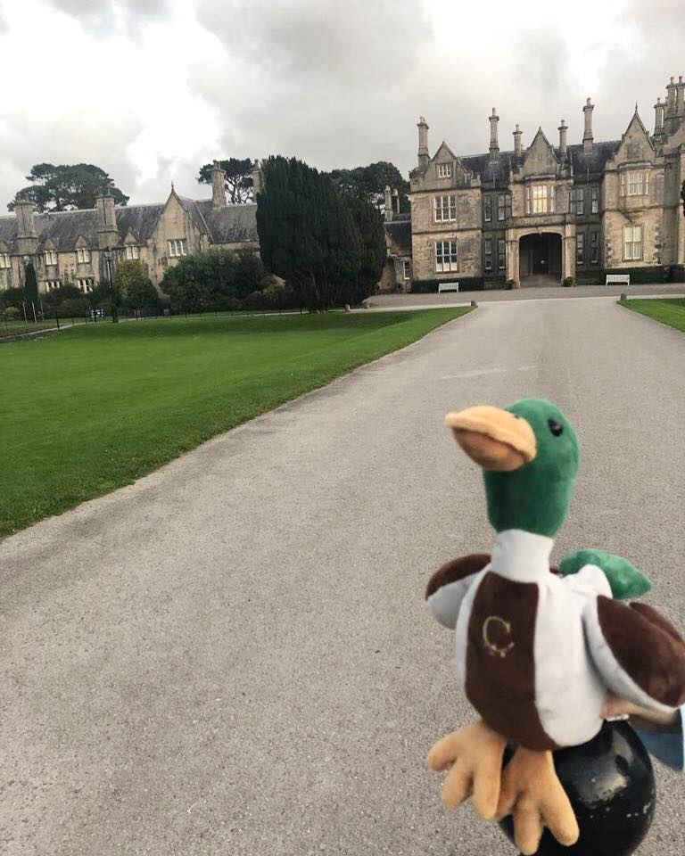 King of Muckross House or our Bert on his holidays again? You decide!🦆✨

#bertsadventures | #bert |#killarneysbestkeptsecret | #wheretonext |#travel | #killarney |