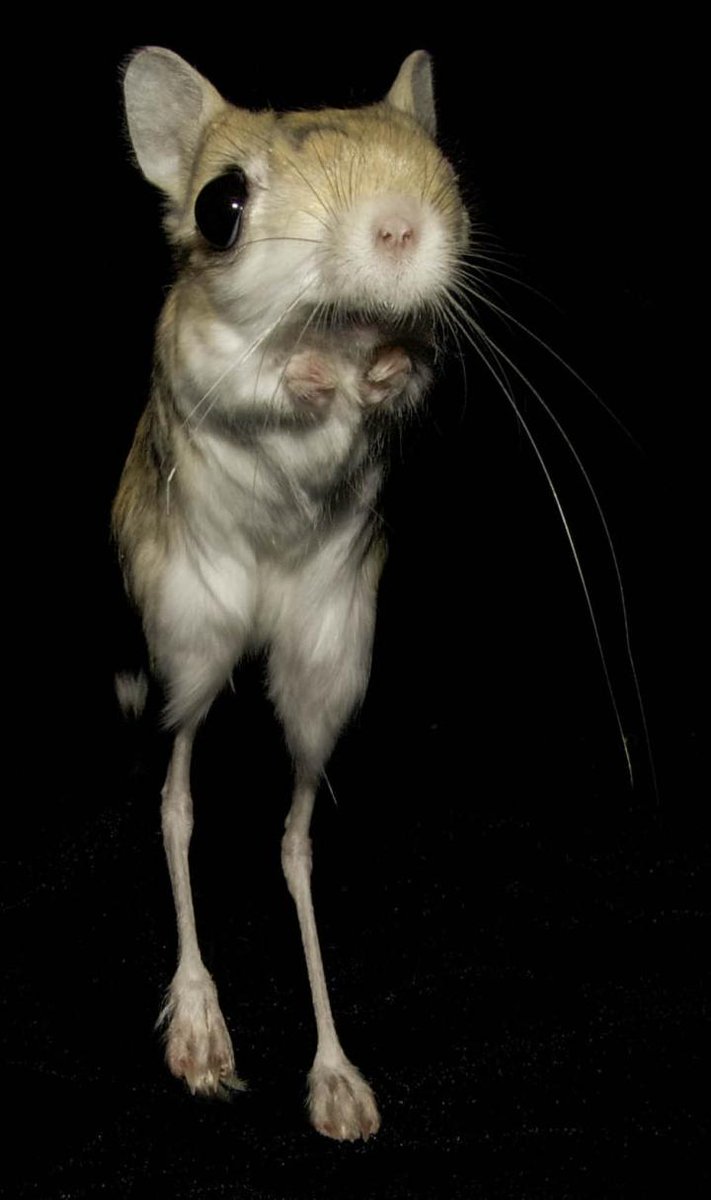GIRCOR's tweet photo. #Atrophie #musculaire: une étude chez la #gerboise🐭 montre que la disparition des muscles du #pied🦶 au cours du développement ne se fait pas par mort cellulaire mais par dégradation de protéines de contraction. Comme dans d'une maladie ou une blessure🤔 https://t.co/G1VrDkKZ2Q https://t.co/uqpMYyOSu2