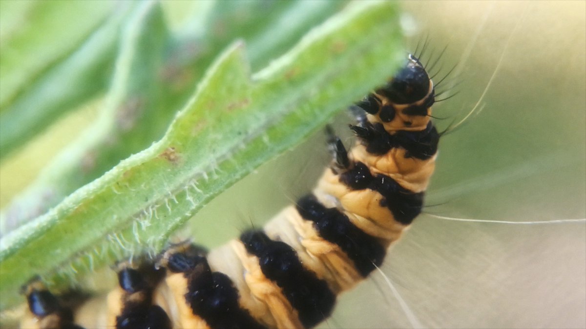 Focal Point Gallery tweet media