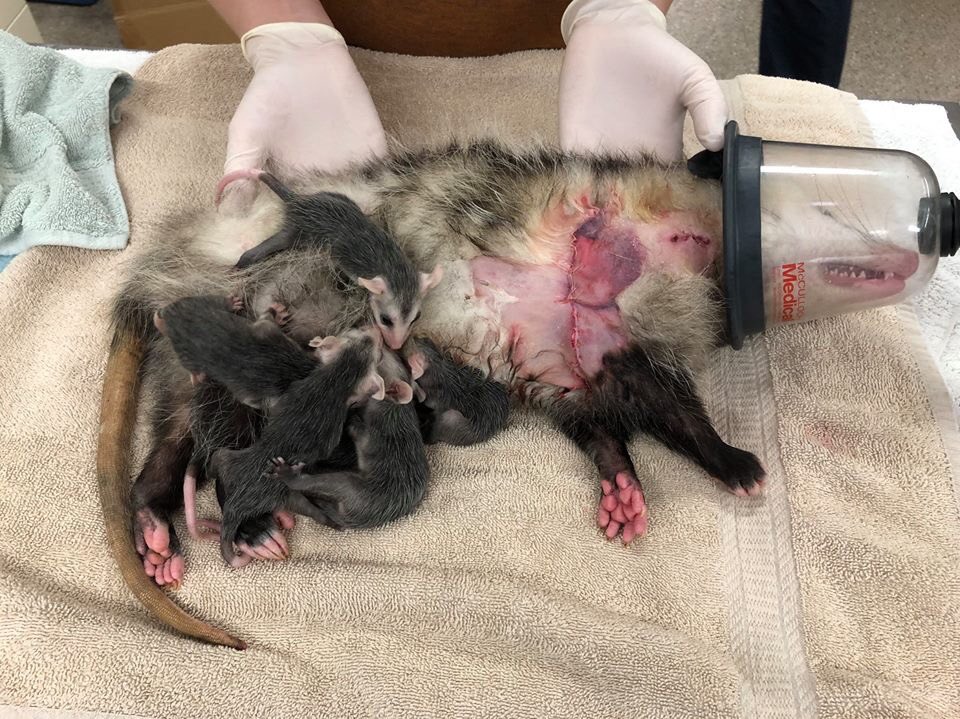 Now if you don’t want to read all 88pgs, I’ll give you a short synopsis. Let’s start with the basics: #1. Virginia Opossums are North America’s ONLY marsupial, meaning they carry their young in a pouch on their abdomen.