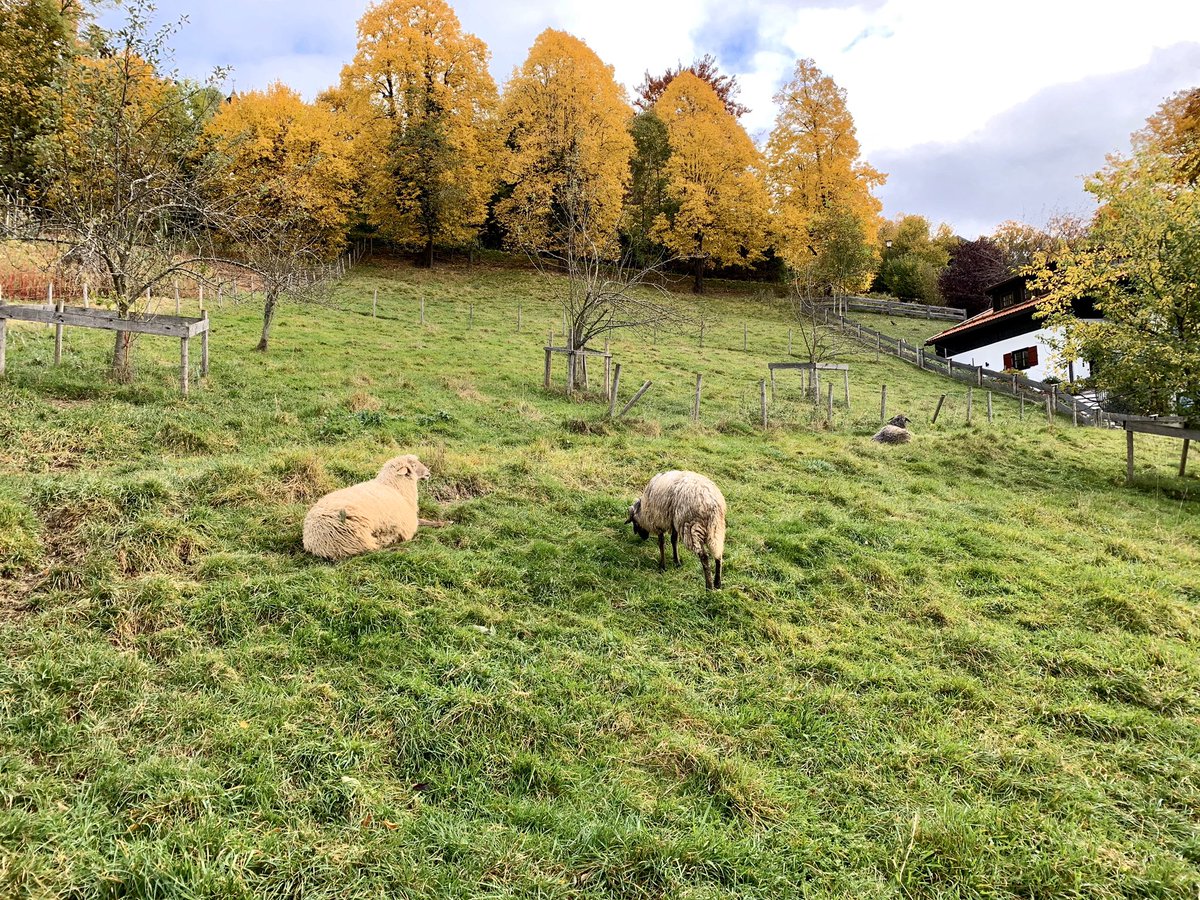 thorweess's tweet photo. Eine Schafpostkarte vom Tegernsee für @schafzwitschern #Schafpostkarte 🐑 https://t.co/iNDfh3Rw59