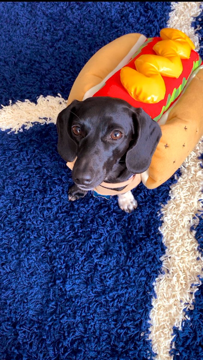 Ashleyjrdn's tweet photo. The hot dog is a hot dog https://t.co/7Fa6Q8ELkX