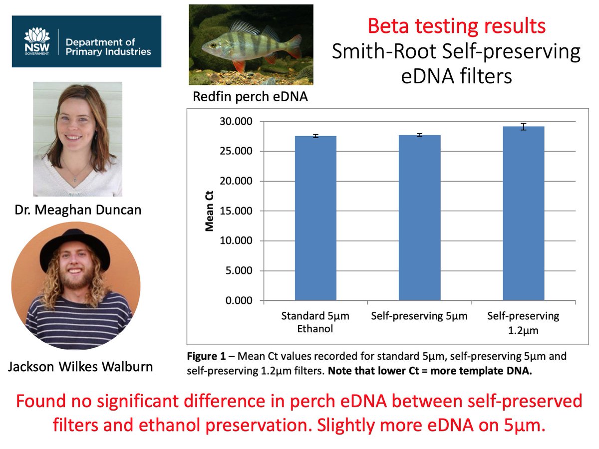 In an aquarium trial with redfin perch #eDNA, NSW researchers Dr. Duncan and Mr. Walburn found no sig. difference between self-preserving filters and ethanol preservation.

A self‐preserving, partially biodegradable eDNA filter besjournals.onlinelibrary.wiley.com/doi/full/10.11…