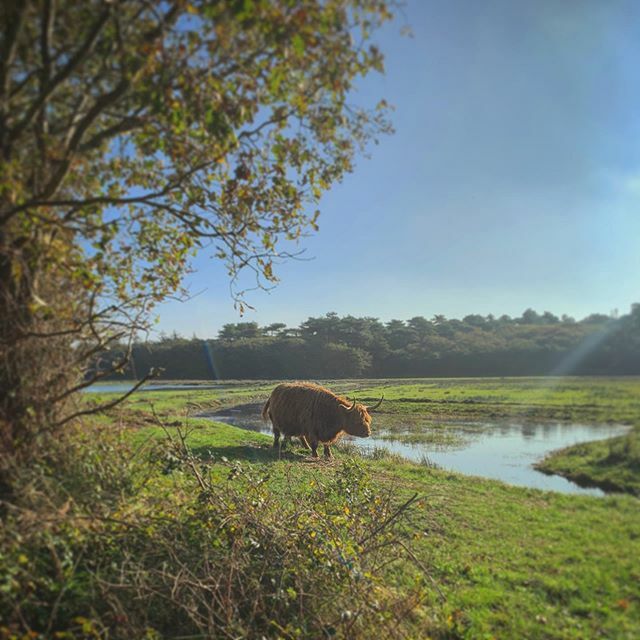 ift.tt/2Mlht5p Texel-Schmexel. 🐮