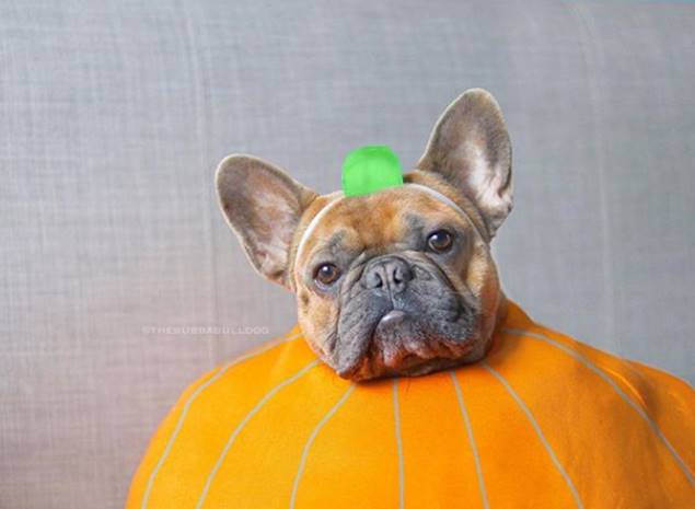 cargobuilding's tweet photo. Did someone say dogs in pumpkin costumes 🎃? @merseydogshome is holding its Howl-o-ween Petacular on 26 October at the Bombed Out Church. Tickets expected to sell out, so head to https://t.co/ZNylMiguMs 📸 IG @thebubbabulldog #liverpoolpets #halloweendogs https://t.co/sl1oQbgIr9