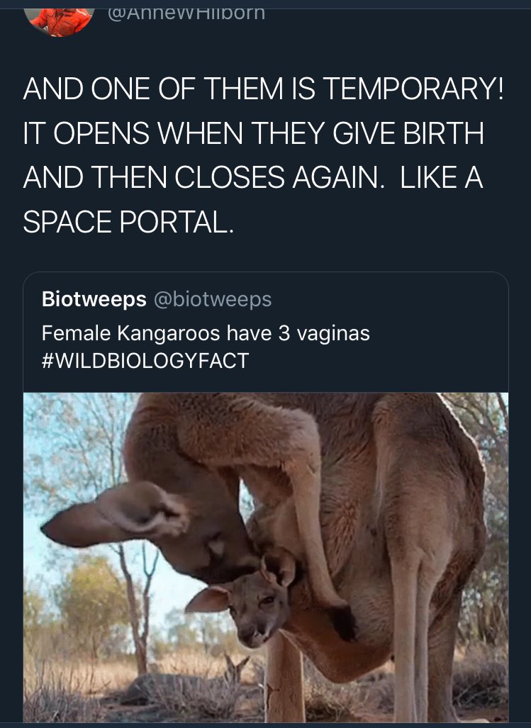  @AnneWHilborn coined it first I believe, but - THEY CREATE A 3RD SPACE PORTAL VAGINA THAT OPENS UP WITHIN THE CONNECTIVE TISSUE TO GIVE BIRTH ONTO THEIR ABDOMEN WHERE BABIES SWIM OUT & DOWN INTO THE POUCH. This 3rd vagina then CLOSES without ANY EVIDENCE IT EVER EXISTED AFTER
