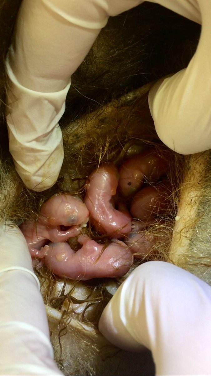 BUT THAT’S NOT ALL! These “embryos” (so small that 20 could fit into a tsp, as quoted by the Opossum Society) swim down her fur, into her pouch, & must find a nipple to attach to. Shortly after attaching, their claws fall off & the nipple engorges in their mouth, WHICH SEALS SHUT