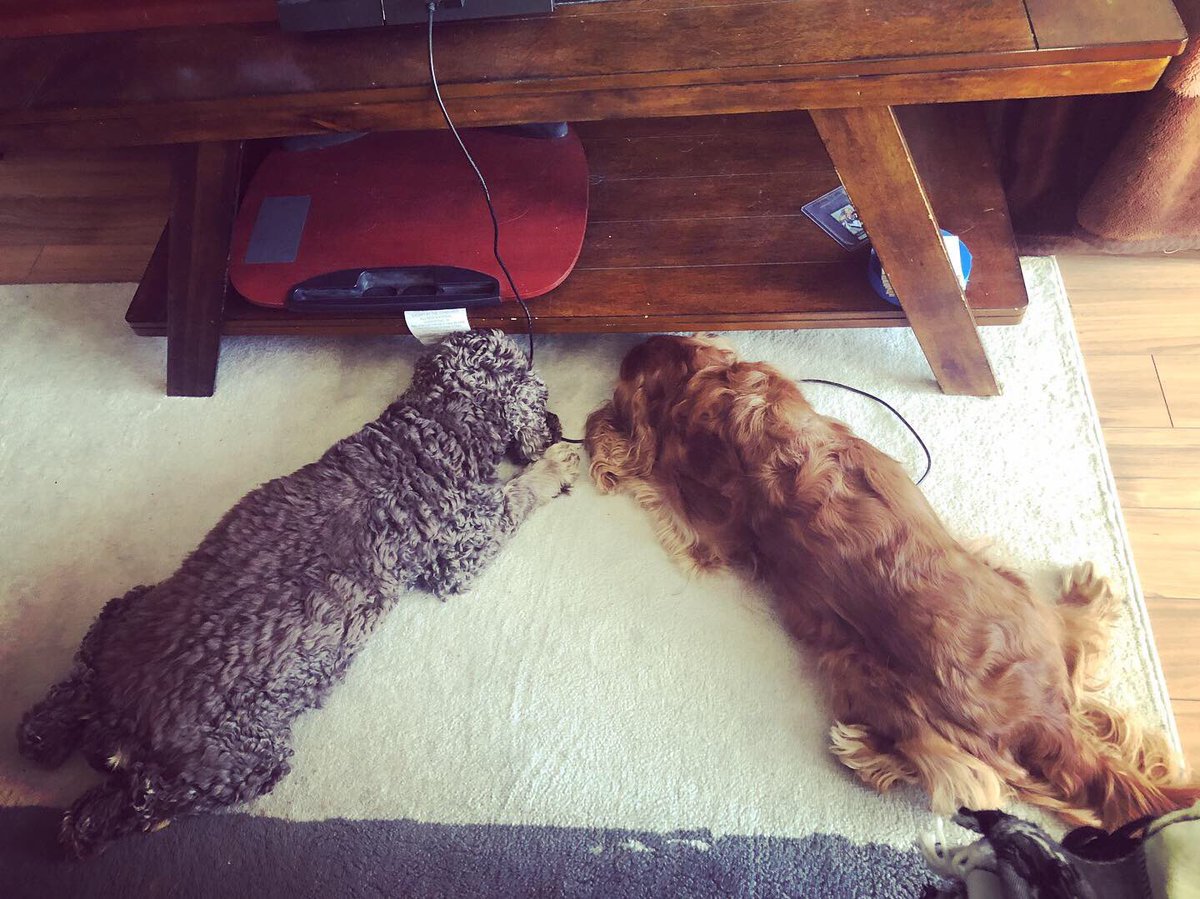 MattyPlumz's tweet photo. @blckriflecoffee #Chachi #CockerSpaniel and #Jo #CavalierKingCharlesSpaniel #brcc #DogsOfBlackRifle #Dogs #Furbabies https://t.co/K9H9B6WRBX
