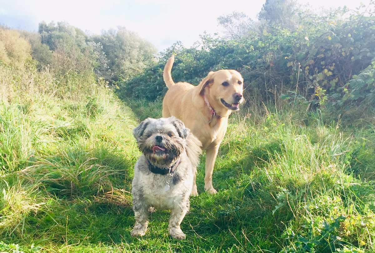 Wooftidoos Blackpool tweet media