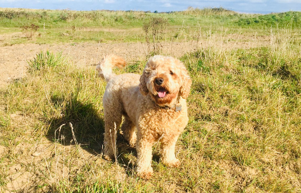 Wooftidoos Blackpool tweet media