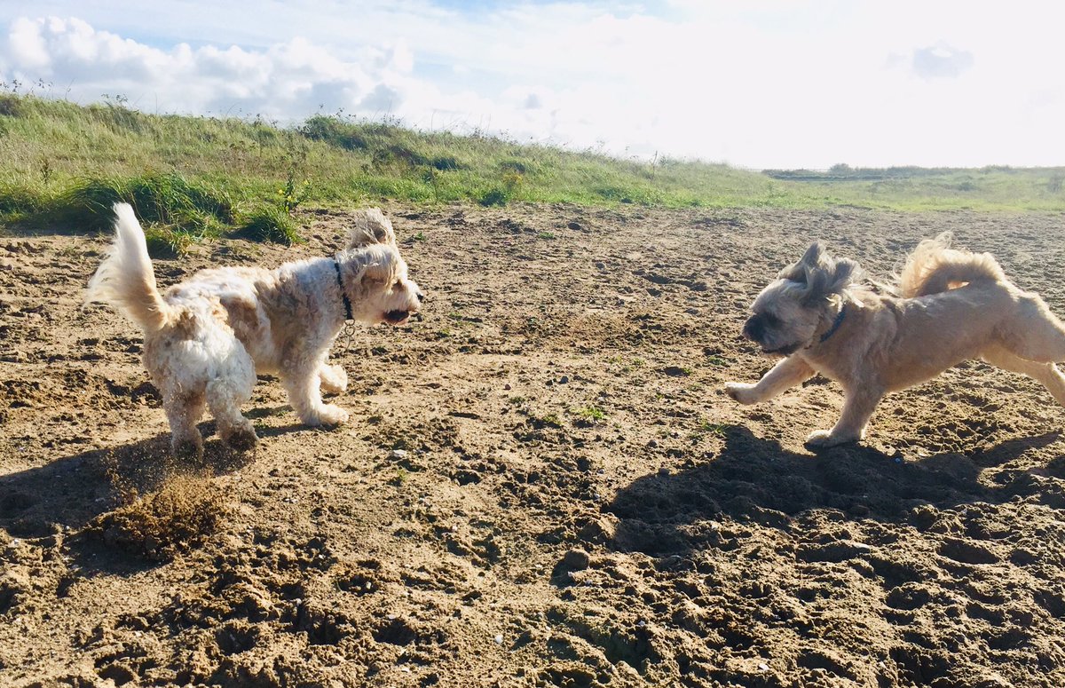 Waggy Wednesday’s Wooftidoos’ Walks😊 <a href="/dogcelebration/">CelebrationOfDogs</a> @WayTooViral @dogownersuk <a href="/GoodVetPetGuide/">TᕼE GOOᗪ ᐯET & ᑭET GᑌIᗪE 🐾 Pet Directory</a> <a href="/dogandpuplovers/">We love dogs. 🐕🐶😍</a> #retriever #cavapoo #cavachon #labrador #shitzhu #cavachon #lhasaapso 
#blackpooldogwalker #lovedogs #fun #walks #dogsoftwitter #cutedogs