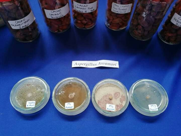 MIPyME_UNACH's tweet photo. La Universidad Autónoma de Chiapas #UNACH fue invitada para realizar la ExpoCiencias Chiapas 2019, donde el Centro Universidad Empresa #CEUNE formó parte de los 57 proyectos congregados con la participación de la Agencia Universitaria para el Desarrollo #AUDES Cacao - Chocolate. https://t.co/UBesamrqJ3
