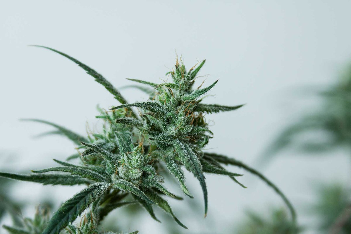 sweetseeds_es's tweet photo. Conoce otras aplicaciones y usos del #CBD.
➡️https://t.co/QAOwYeL56o
📸 Sweet Pure CBD®️ (SWS65)
#thecannabisexperience #sweetseedsoficial #sweetseeds #cannabiscommunity #sweetpurecbd https://t.co/MIr75nWVkg