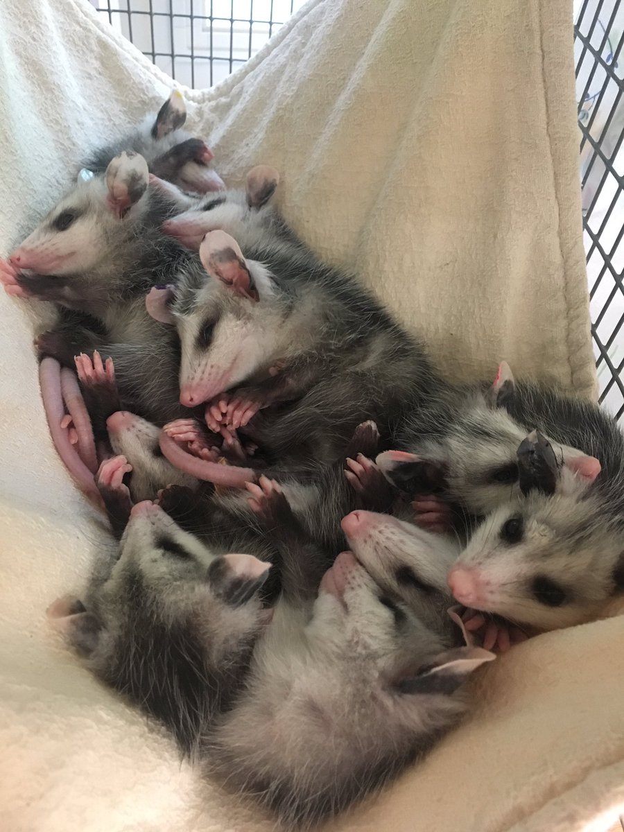 In case you’re wondering - this opossum mom & babies were rehabilitated at  @BRWildlifeCtr after mom was injured. She was rehabbed w/ her babies & everyone was released once healed!