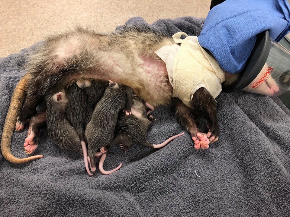 The pouch then becomes essentially an external womb - it is warm and it is MOIST. It will hold the babes for 2-3 months until the babies start climbing out on moms back and start checking out the food Mom is eating.