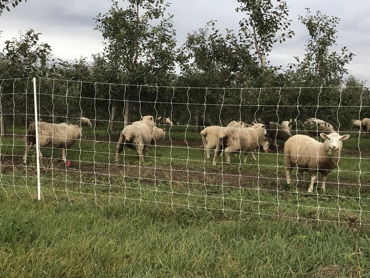 One of Norfolk’s small delights: seeing sheep munching on apples in the orchards along Blueline. (I now have even more respect for <a href="/CarrieWoolley1/">Carrie Woolley</a>’s sheep photography skills; those fellas are skittish!) 

<a href="/BrettSchuyler/">Brett Schuyler</a> @NorfolkApples
