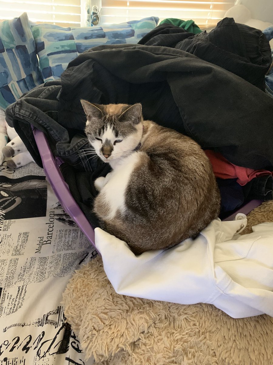 meredithkittyy's tweet photo. i love laying in laundry, especially when it’s just washed and nicely folded... can anyone relate? https://t.co/HAhusQ7wR0