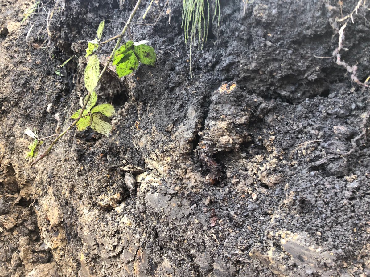 JKSLalex's tweet photo. Good selection of photos displaying how lower down sections of Japanese Knotweed rhizomes break down after significant herbicide treatment. https://t.co/cucTRFuLjd