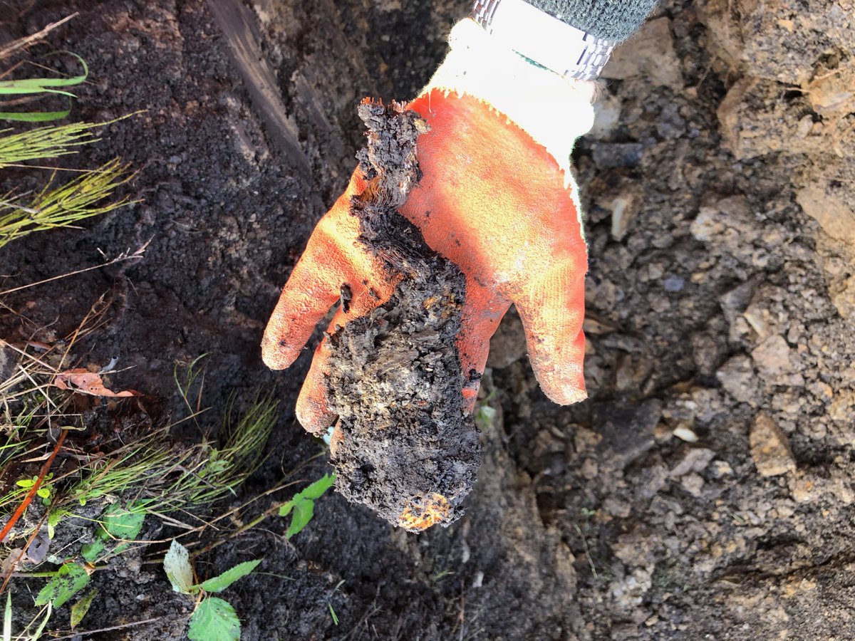 JKSLalex's tweet photo. Good selection of photos displaying how lower down sections of Japanese Knotweed rhizomes break down after significant herbicide treatment. https://t.co/cucTRFuLjd