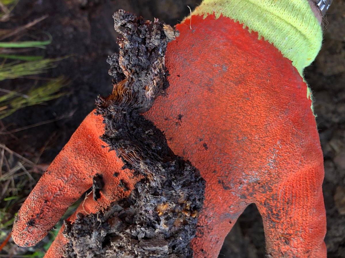 JKSLalex's tweet photo. Good selection of photos displaying how lower down sections of Japanese Knotweed rhizomes break down after significant herbicide treatment. https://t.co/cucTRFuLjd