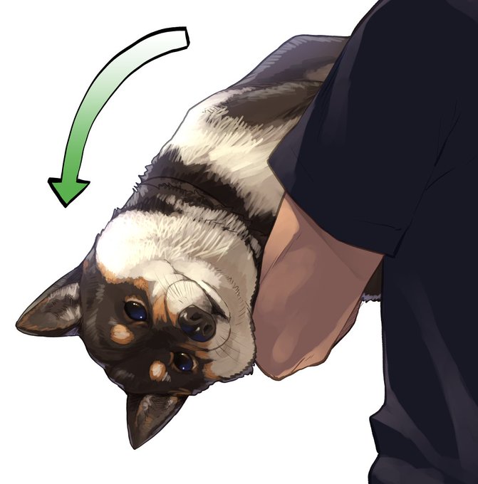 うにょーって抱っこ状態からめっちゃのけぞりながらこっちを見つめてくる黒柴にマンション入り口のところで遭遇してエレベーター一緒に乗ってたんだけどなんだあれ…可愛すぎる… 