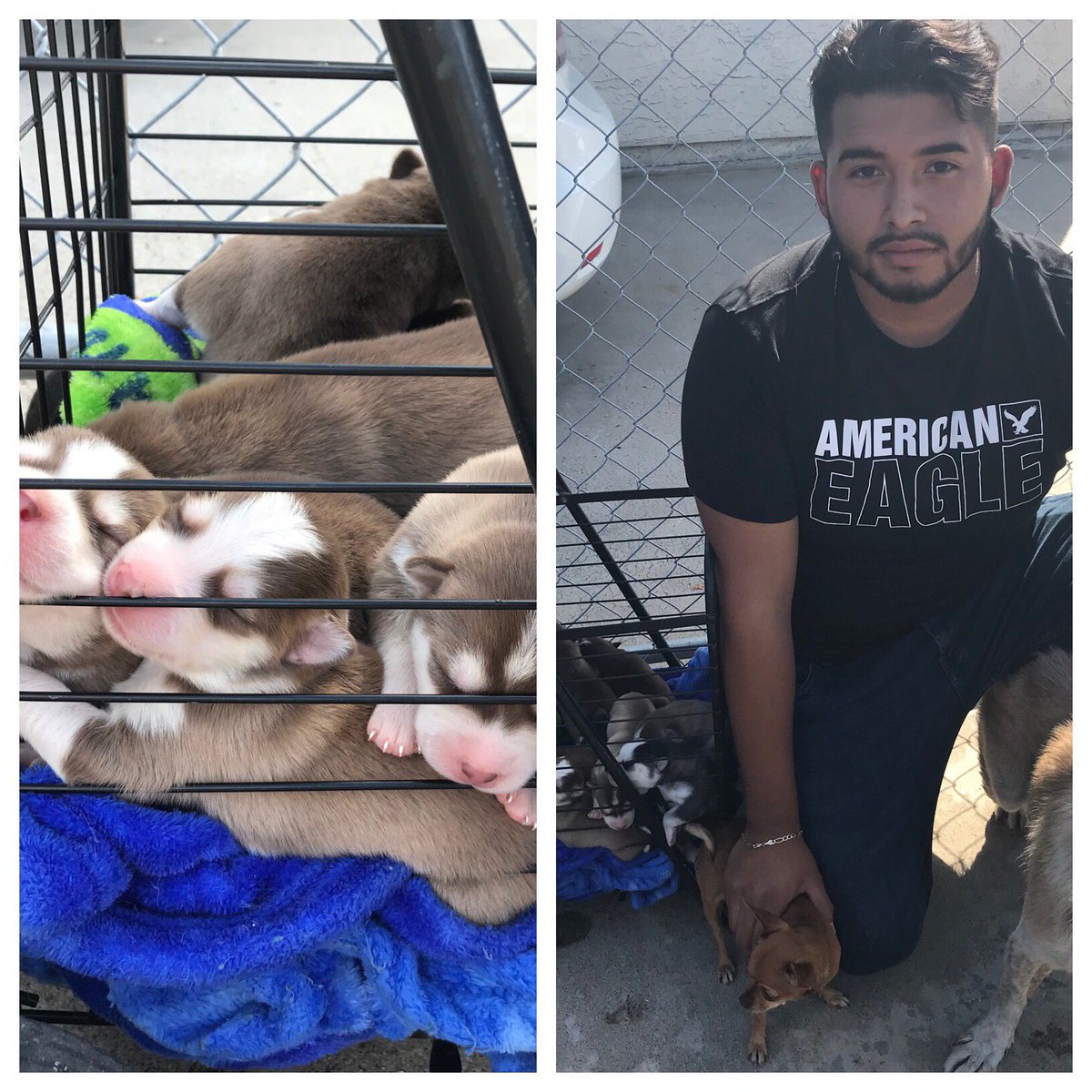 ArtieNBCSD's tweet photo. Wow! Residents were asked to evacuate because of fire. That meant Gabriel Banales had to round up 13 dogs, including 8 puppies. They’re Huskies. #nbc7 https://t.co/i5Y6LltmyC
