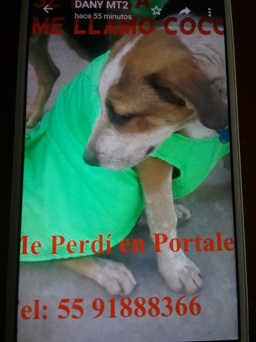 Yolismunoz's tweet photo. SE PERDIÓ COCO, 15 OCTUBRE EN LA COLONIA PORTALES ATRÁS DEL METRO ERMITA, TRAE COLLAR CON PLACA, POR FAVOR SI LO VEN COMUNICARSE https://t.co/om8XxeSanc