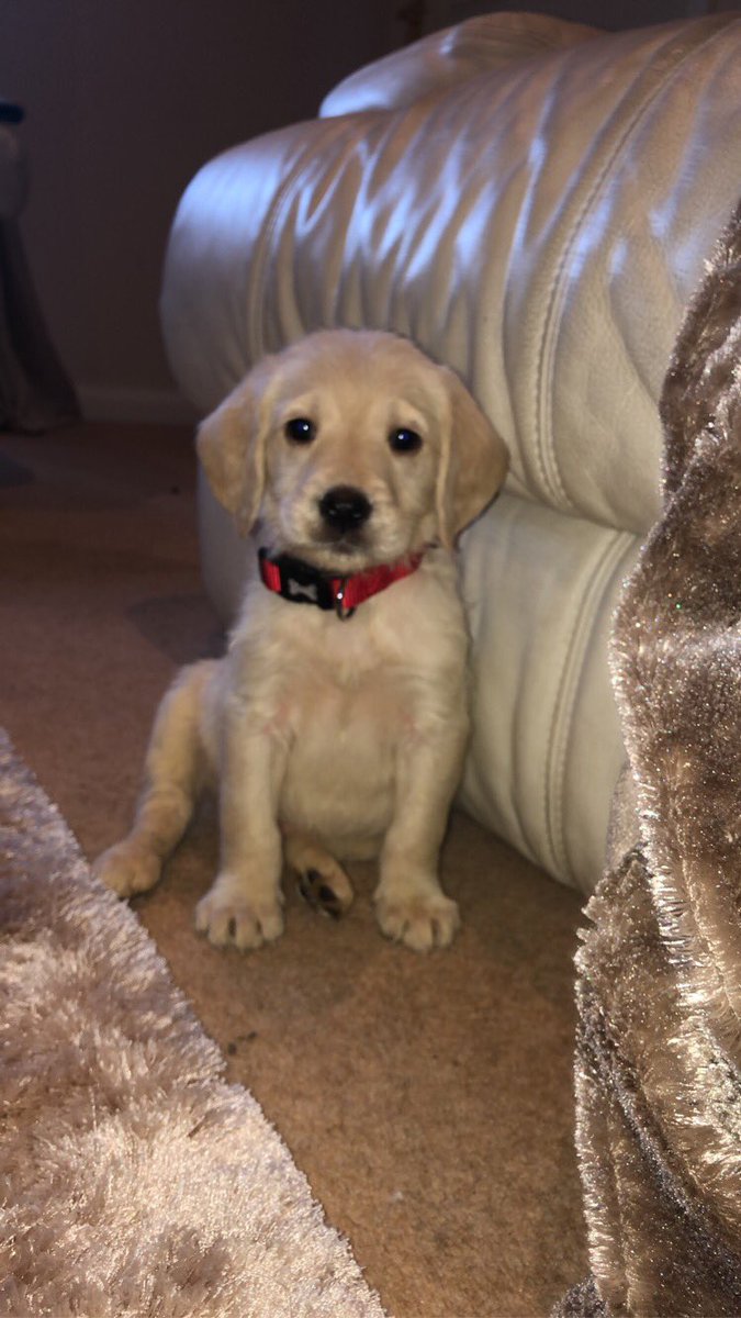 samanthastocksx's tweet photo. Everyone meet Jax 🥺🥰 https://t.co/icgvlpKigB