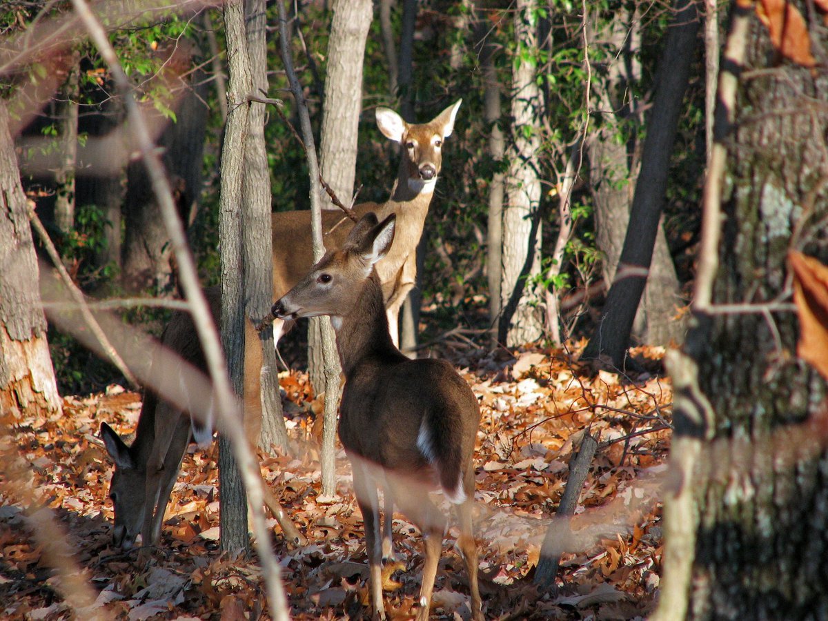 Wolf_Trap_NPS's tweet photo. Oh deer...the weather is starting to veer! In the Fall, white tailed deer (frequent visitors to #WolfTrap) start preparations for Winter. They grow longer coats, pack on the lbs for insulation &amp; become less active #craftycreatures #WildlifeWednesday https://t.co/VfyeLo73NF