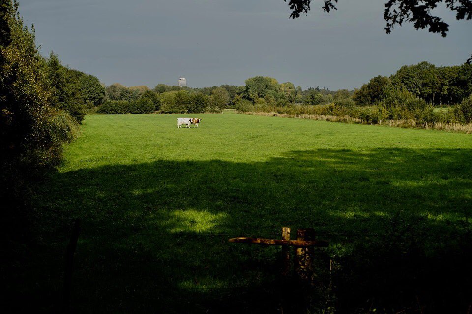 JacquesSplint's tweet image. De #stikstofcrisis en #boerenprotesten lijken overbodig als je deze wei ziet met twee koeien. Let wel, vanuit de #ivorentoren van het #provinciehuis in de verte wordt het in de gaten gehouden!