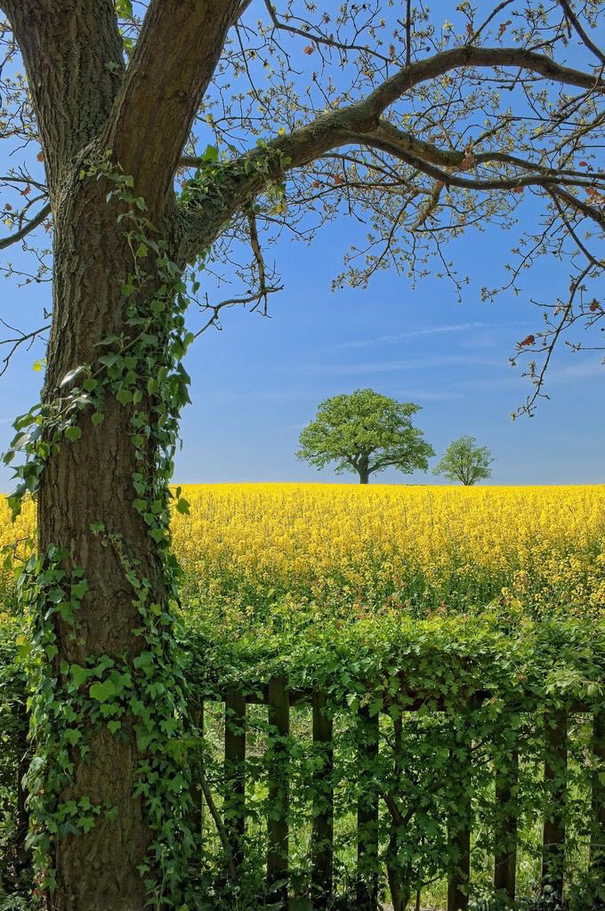 moraimauy's tweet image. #nature #beautifulColor 🌼