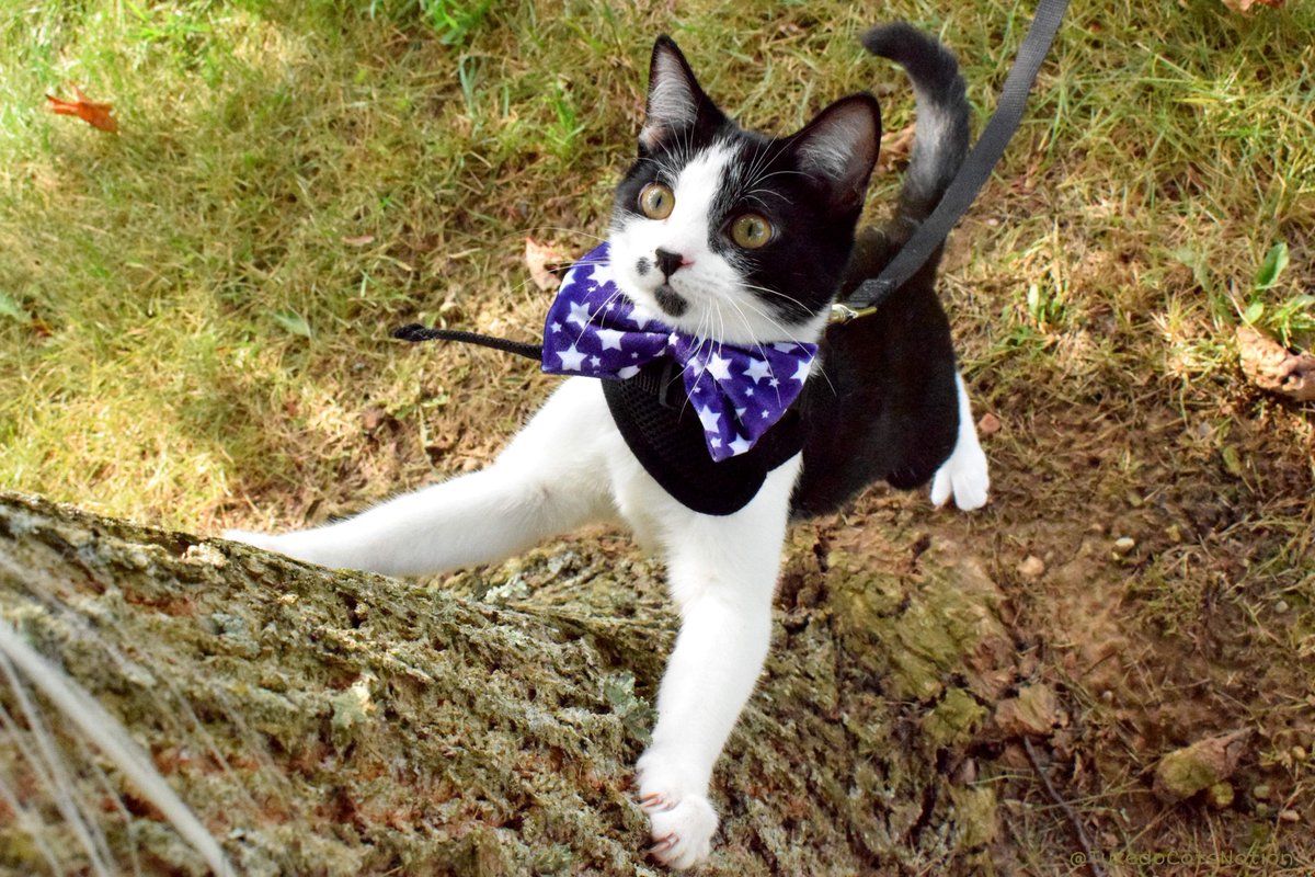 #Thankful this #WhiskerWednesday to have been rescued from that barn by my hoomans 🐾❤️#FeralCatDay #GlobalCatDay #AdoptDontShop #TuxedoCatsNation #MissPeppermintCat #cute #kitten #kittens #cat #cats #CatsOfTwitter #love #life #happy #home #kitty #meow #purple #BowTies #tuxedocat