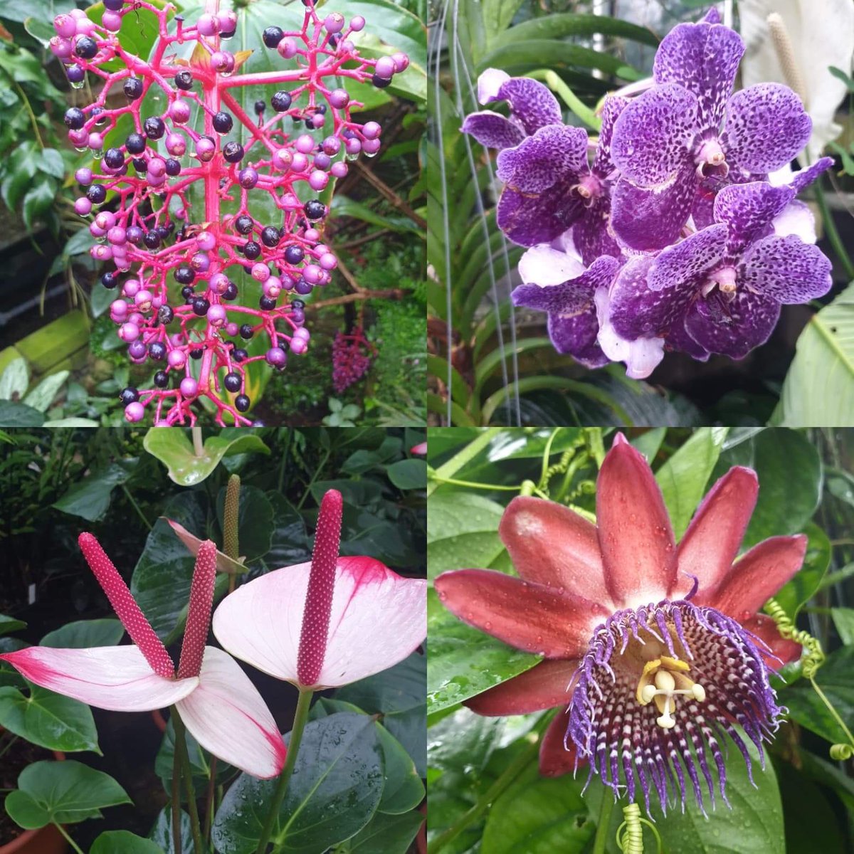 GeogDWI_HGS's tweet photo. Great day at @kewgardens today with some Year 8 geographers looking at ecosystems and in particular rainforests https://t.co/bIbE92rX6L