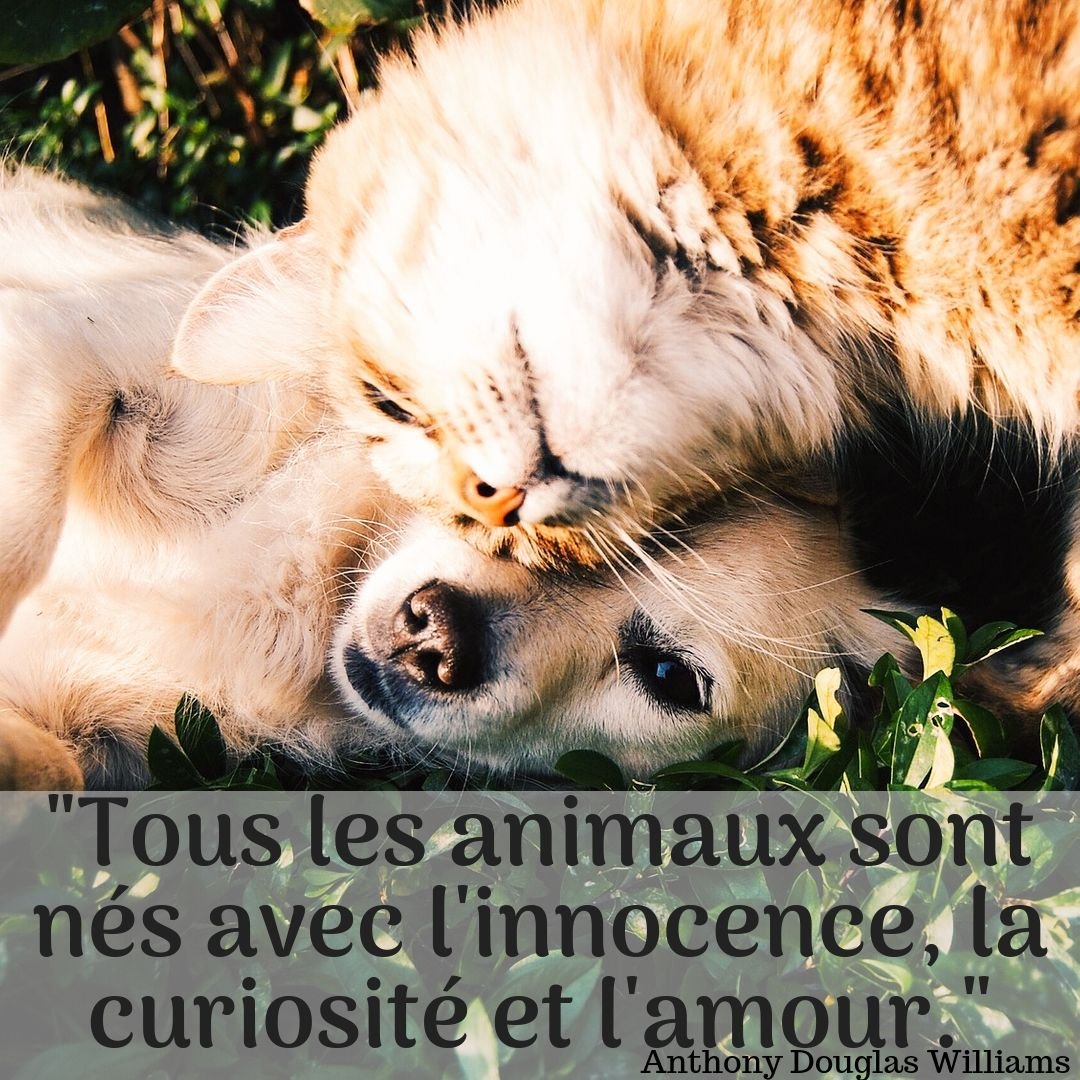 Tous les animaux sont nés avec l'innocence, la curiosité et l'amour. Oui, on vous le dit !
-
#cortikafr La nature à emporter.💕
-
#éthique #animauxmignons #calins #animauxdecompagnie #animaux #jaimelesanimaux #citation