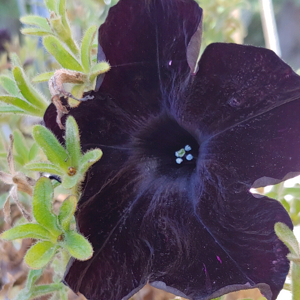 GrowItMobile's tweet photo. 🖤 If you’re a Goth gardener or are just looking for an unusual plant as a quirky accent these probably fit the bill. The first black petunia "‘Black Cat" was developed by Ball FloraPlant. Download GrowIt! to showcase the spooky looking plants in your yard! #Haunted https://t.co/j2xHdyG3FO