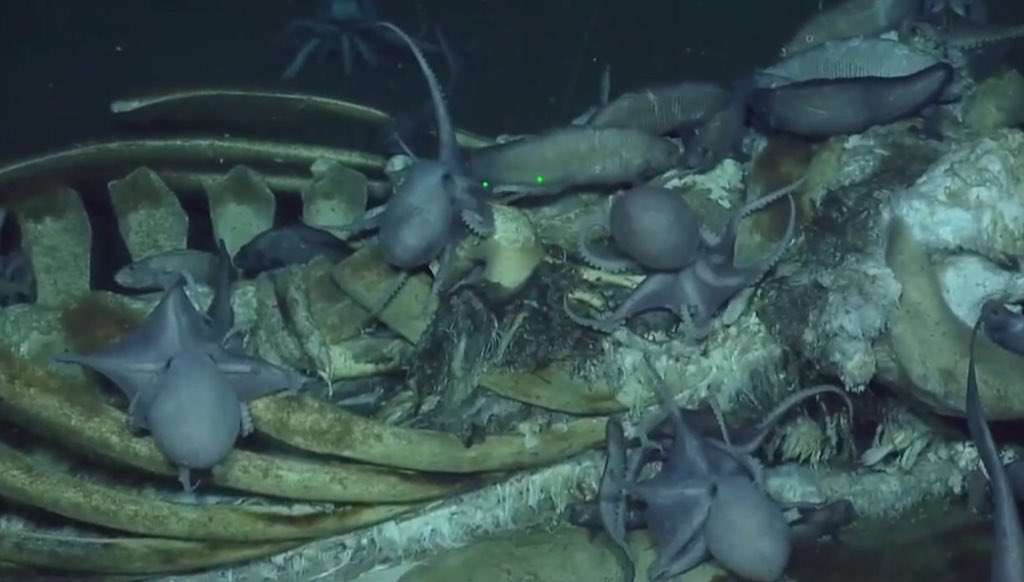 WHALEFALL! The Nautilus team just discovered a whale skeleton on the seafloor covered in bone-eating worms, cusk eels, and octopus devouring this massive deep sea meal. Watch #NautilusLive as our science team gathers more data at Davidson Seamount @MBNMS: nautiluslive.org